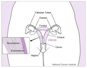 uterus and other organs in female reproductive system