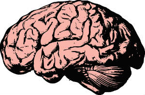 a brain that has been injured