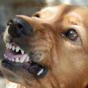 angry teeth baring dog