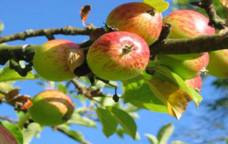 apple tree