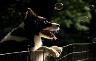 border collie watching bubbles