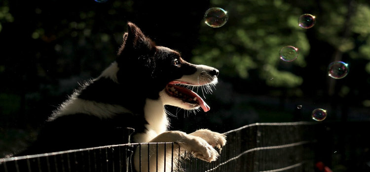 border collie watching bubbles