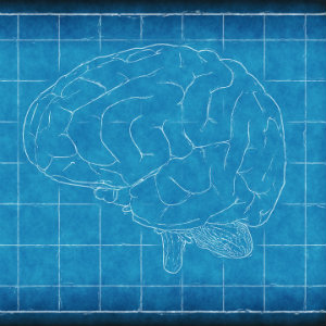 blueprint of the brain