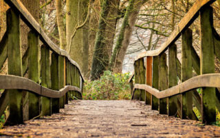 bridge in woods