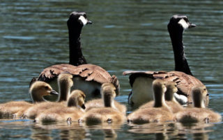 family of geese