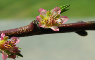 flower blossom on tree branch