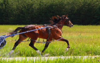 harness driver and horse