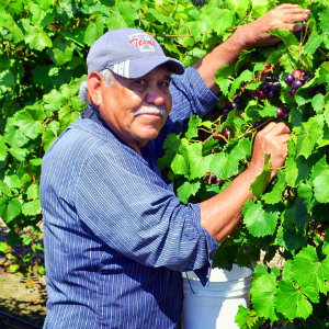 older farm worker harvesting grapes