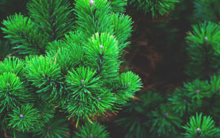 pine tree needles