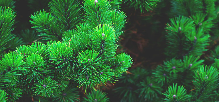 pine tree needles