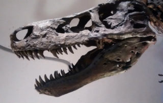 t-rex skeleton