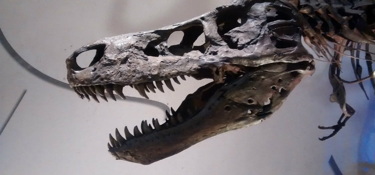 t-rex skeleton
