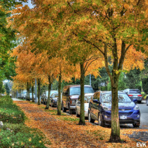 tree lines street autumn leaves