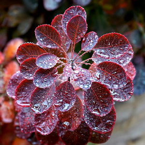 wet red autumn leaves