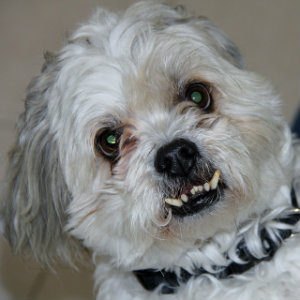 white-small-dog-angry-teeth