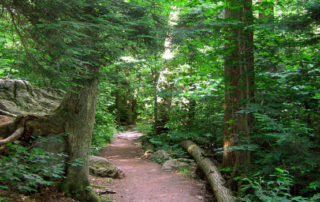 wooded hiking trail