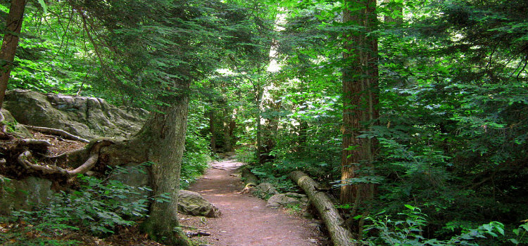 wooded hiking trail